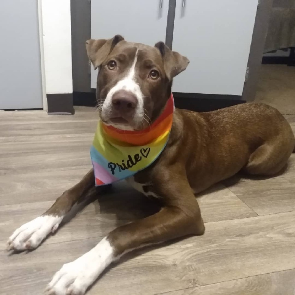 dark brown and white dog with a rainbow bandanna that say Pride